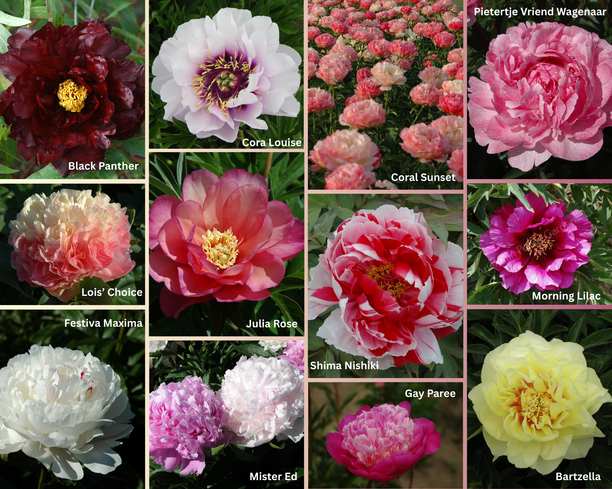 Choosing the perfect peony | Adelman Peony Gardens Blog